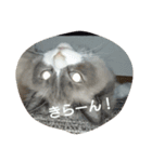 ゆきにゃん（個別スタンプ：1）