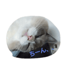 ゆきにゃん（個別スタンプ：4）