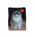 ゆきにゃん（個別スタンプ：11）