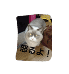 ゆきにゃん（個別スタンプ：15）