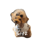 きゅんトイプードルたち（個別スタンプ：3）