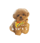 きゅんトイプードルたち（個別スタンプ：8）
