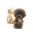 きゅんトイプードルたち（個別スタンプ：14）