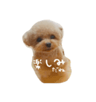 きゅんトイプードルたち（個別スタンプ：16）