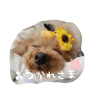 きゅんトイプードルたち（個別スタンプ：17）