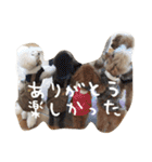 きゅんトイプードルたち（個別スタンプ：23）
