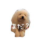 きゅんトイプードルたち（個別スタンプ：24）