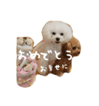 きゅんトイプードルたち（個別スタンプ：33）