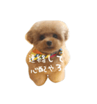 きゅんトイプードルたち（個別スタンプ：37）