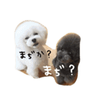 きゅんトイプードルたち（個別スタンプ：40）