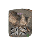 大阪さくら猫2（個別スタンプ：1）