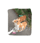 大阪さくら猫2（個別スタンプ：2）