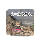 大阪さくら猫2（個別スタンプ：3）