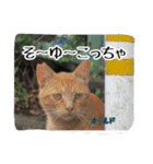 大阪さくら猫2（個別スタンプ：4）