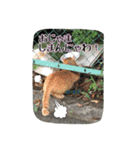 大阪さくら猫2（個別スタンプ：5）
