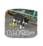 大阪さくら猫2（個別スタンプ：6）