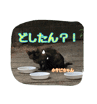 大阪さくら猫2（個別スタンプ：7）