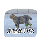 大阪さくら猫2（個別スタンプ：8）