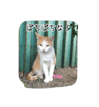 大阪さくら猫2（個別スタンプ：9）