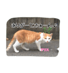 大阪さくら猫2（個別スタンプ：10）