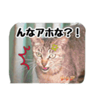 大阪さくら猫2（個別スタンプ：11）
