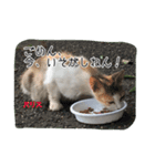 大阪さくら猫2（個別スタンプ：12）