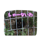 大阪さくら猫2（個別スタンプ：13）