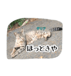 大阪さくら猫2（個別スタンプ：14）