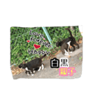 大阪さくら猫2（個別スタンプ：15）