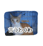 大阪さくら猫2（個別スタンプ：17）