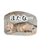 大阪さくら猫2（個別スタンプ：18）