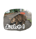 大阪さくら猫2（個別スタンプ：19）