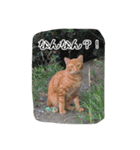 大阪さくら猫2（個別スタンプ：20）