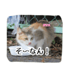 大阪さくら猫2（個別スタンプ：21）