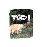大阪さくら猫2（個別スタンプ：22）