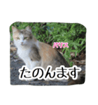 大阪さくら猫2（個別スタンプ：24）
