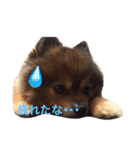 ポメポメ アッシュ（個別スタンプ：1）