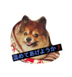 ポメポメ アッシュ（個別スタンプ：2）