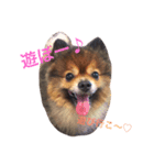 ポメポメ アッシュ（個別スタンプ：3）