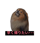 ポメポメ アッシュ（個別スタンプ：4）