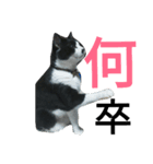 ぽこ 日常会話（個別スタンプ：1）