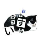 ぽこ 日常会話（個別スタンプ：4）