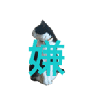 ぽこ 日常会話（個別スタンプ：7）