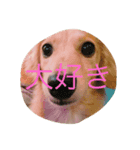 エルラッキー（個別スタンプ：7）