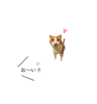◎まいにちねこさん（個別スタンプ：13）