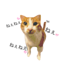 ◎まいにちねこさん（個別スタンプ：14）