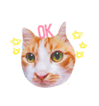 ◎まいにちねこさん（個別スタンプ：17）