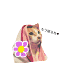 ◎まいにちねこさん（個別スタンプ：23）