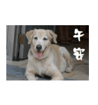 good afternoon greeting（個別スタンプ：5）