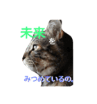 キジトラみんと日常。（個別スタンプ：31）
